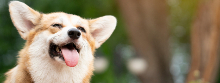 How to Keep Pets Cool in Summer Without Overspending