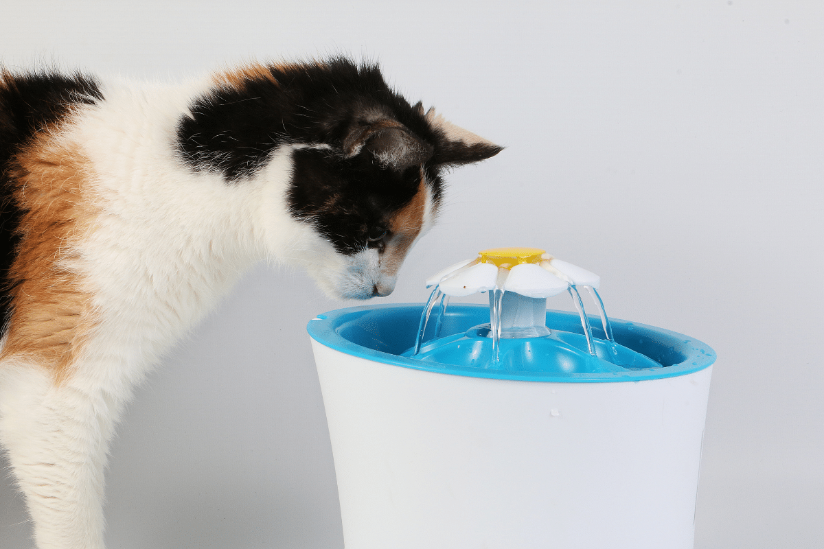 cat drinking from pet fountain
