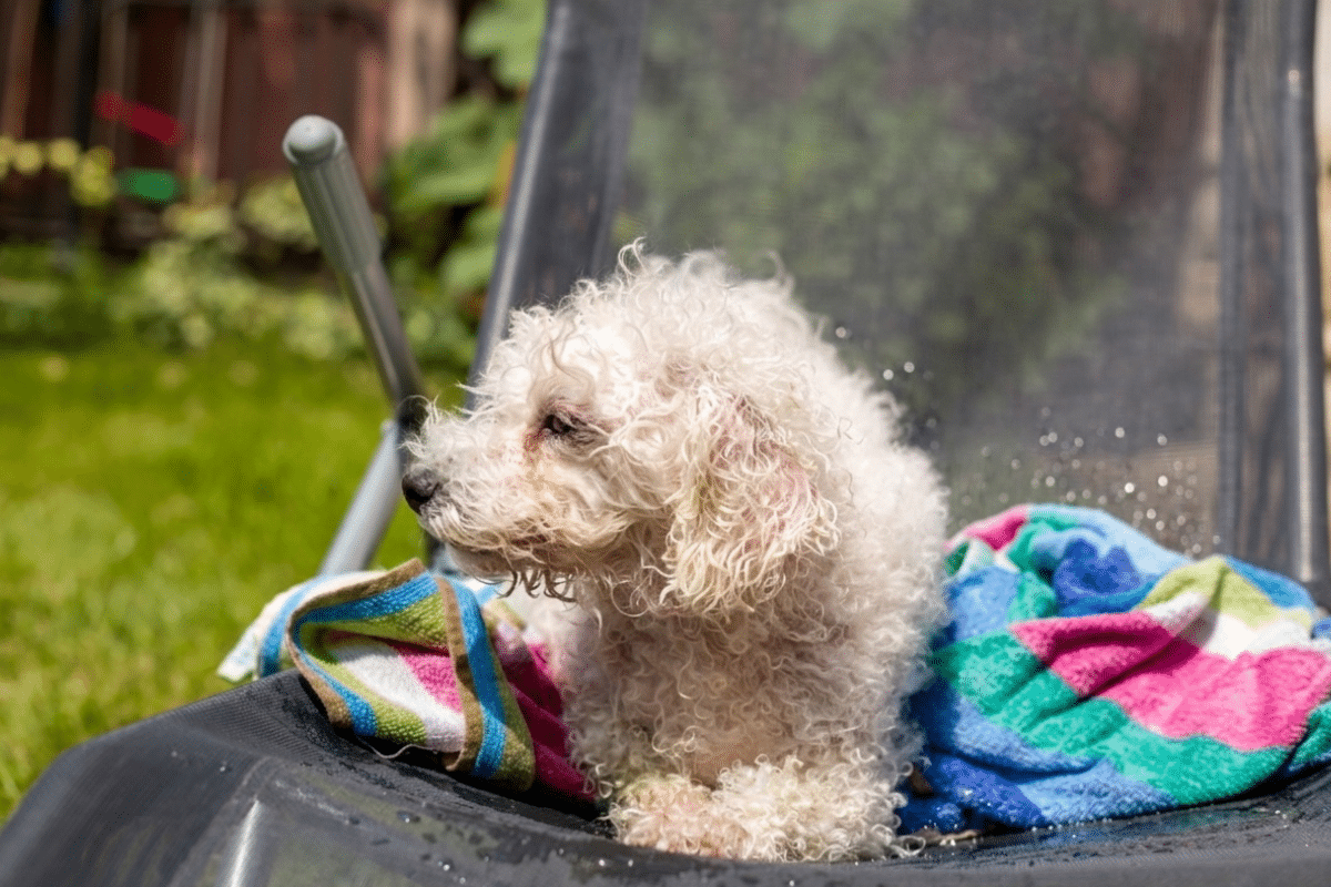 dog laying on wet towel
