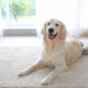 etriever labrador on white rug in bright contemporary living room pet stains and odors