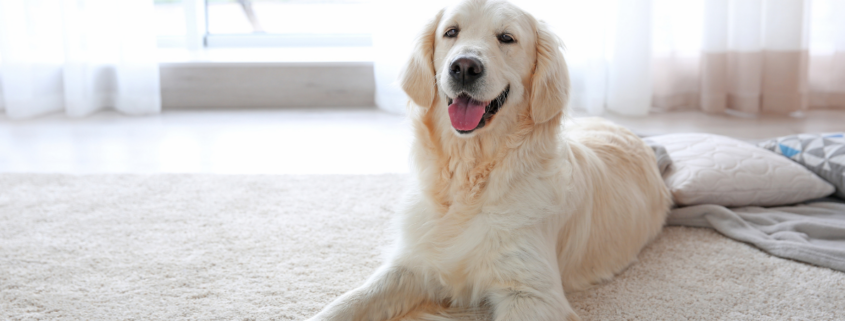 etriever labrador on white rug in bright contemporary living room pet stains and odors