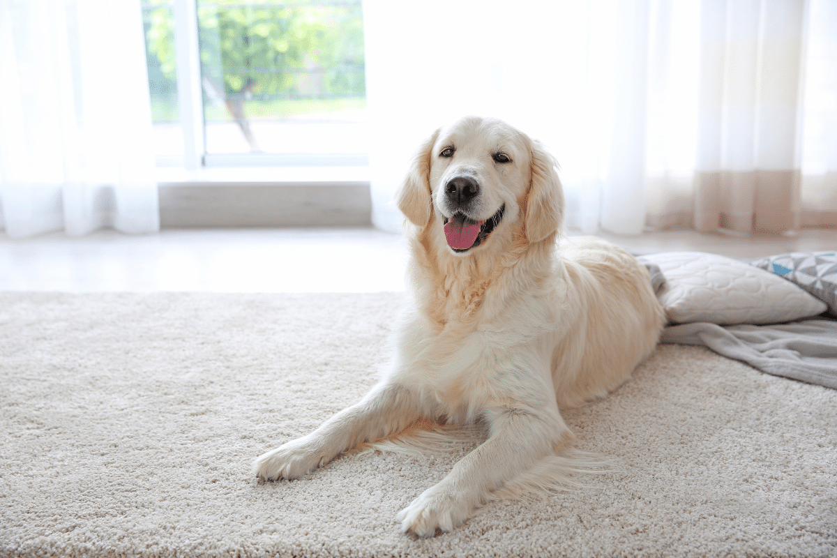 etriever labrador on white rug in bright contemporary living room pet stains and odors
