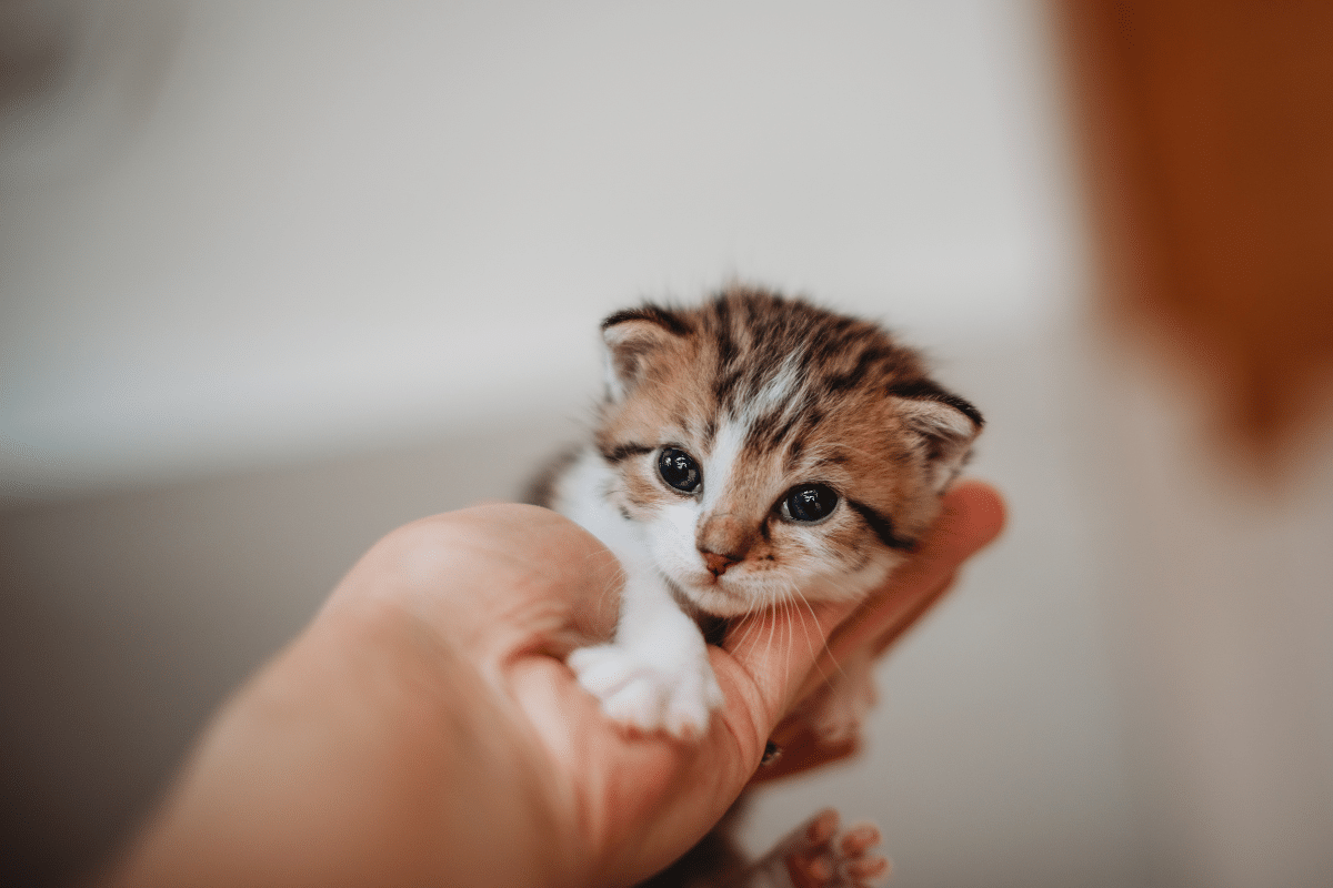 kitten in hand actual cost of adopting a cat or dog