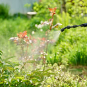 homemade weed killer spraying vinegar dish soap on springtime weeds