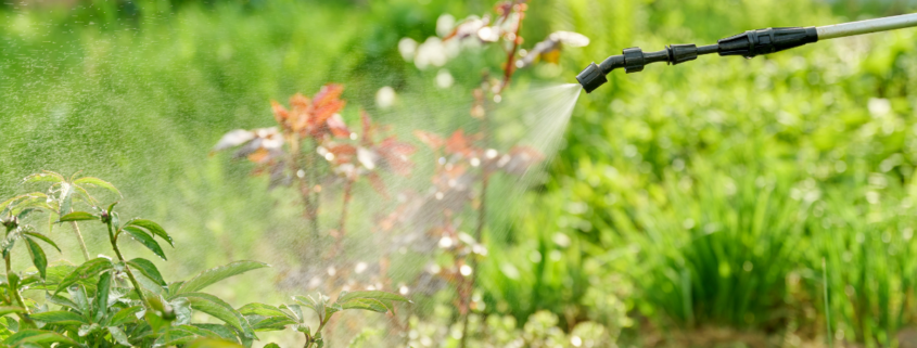 homemade weed killer spraying vinegar dish soap on springtime weeds