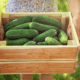 a woman holding a crate of cucumbers