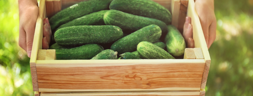 a woman holding a crate of cucumbers