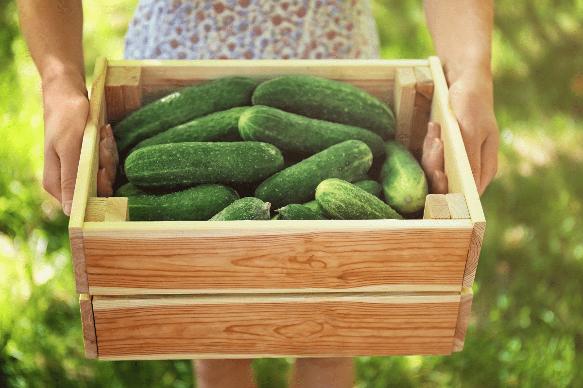 a woman holding a crate of cucumbers