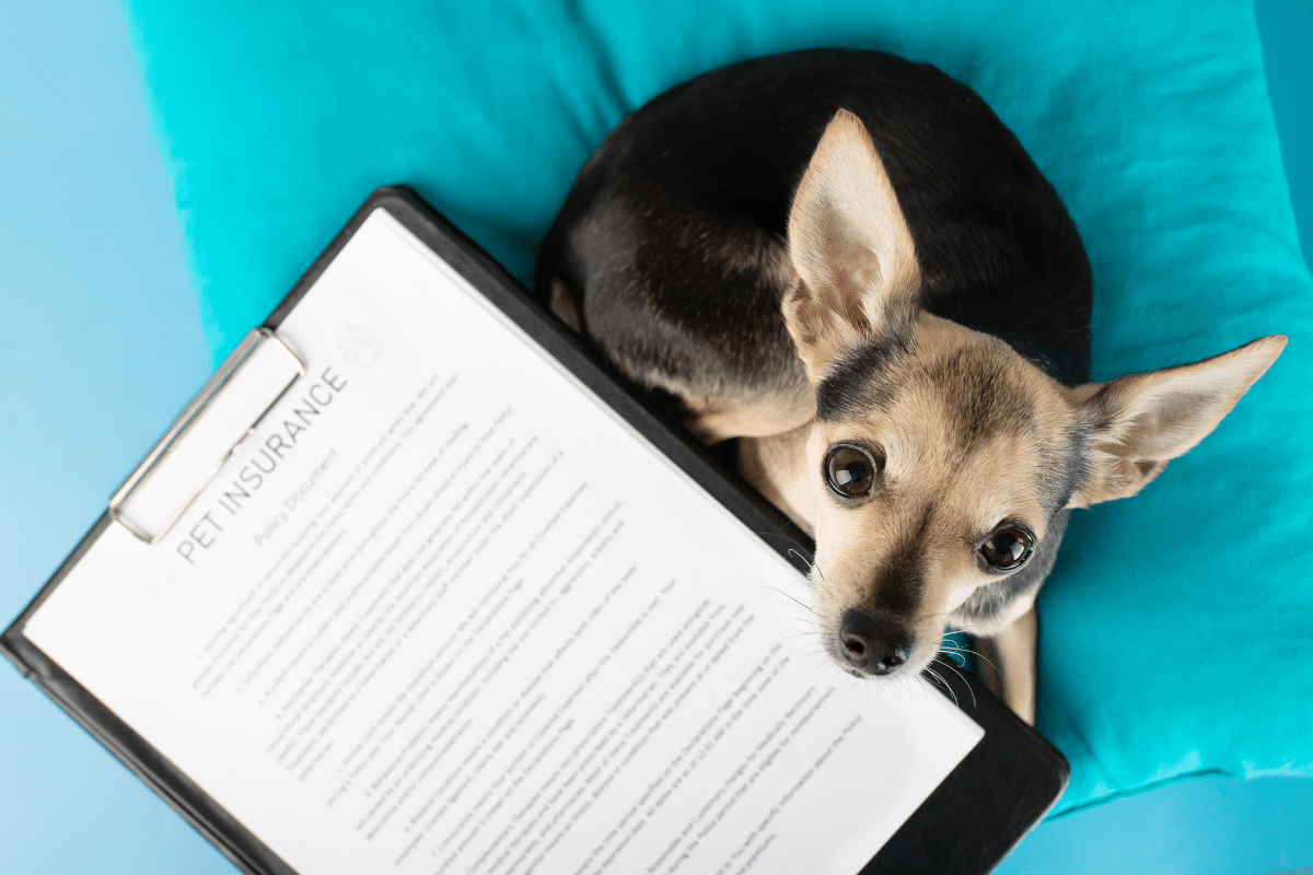 pet insurance clipboard paperwork with cute dog looking up