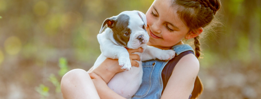 young girl holding brand new bulldog puppy