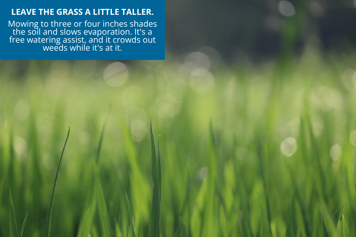 don't cut your grass too short leave it taller