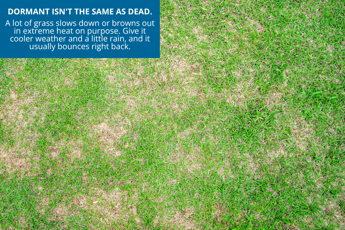 grass turns brown when it is dormant