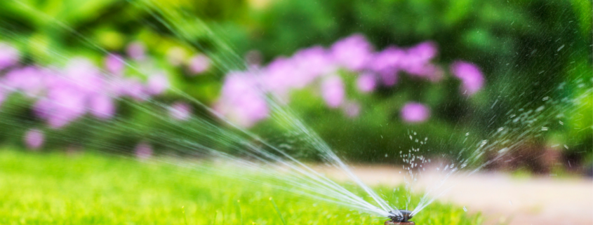 how to water your lawn without wasting money