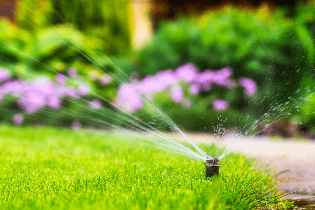 how to water your lawn without wasting money