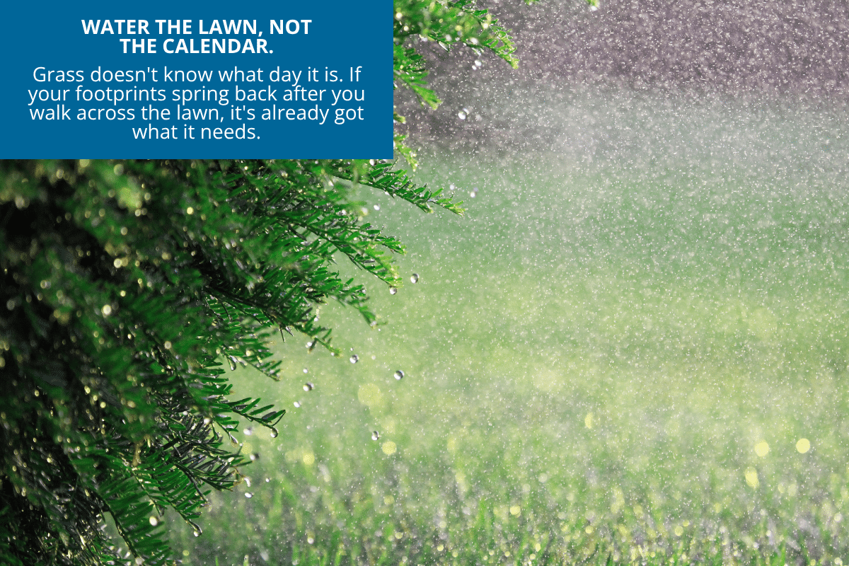 skip watering the lawn after it rains to stop wasting money