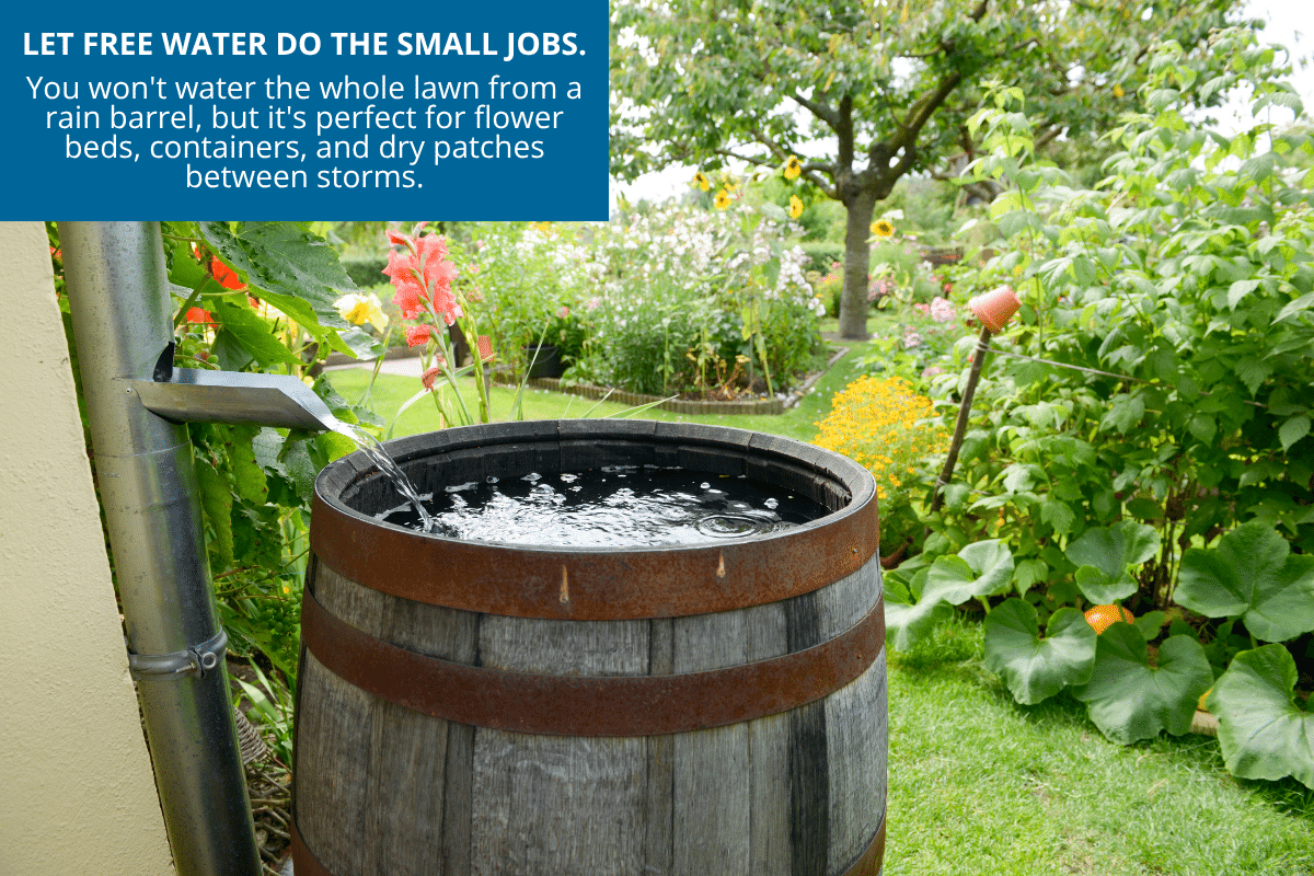 use a rain barrel to save money on watering