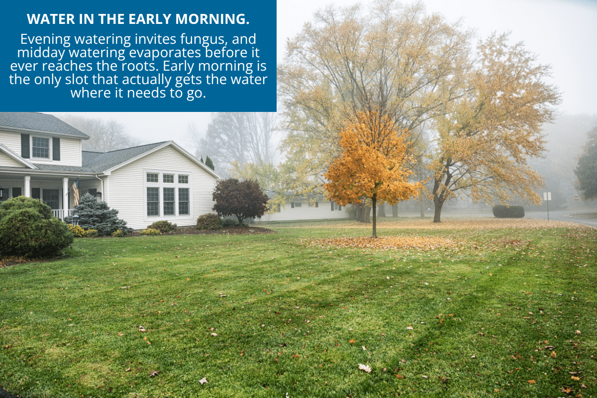 water in the early morning to save money on water bill