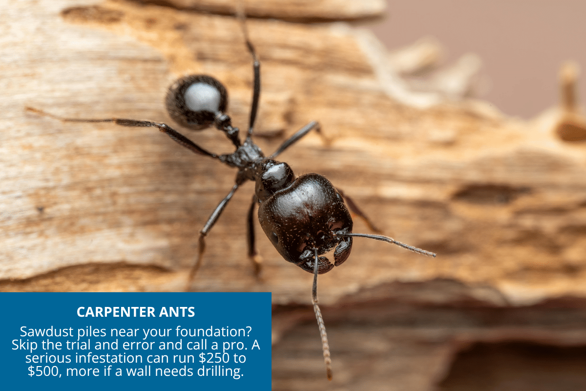 carpenter ant on wood