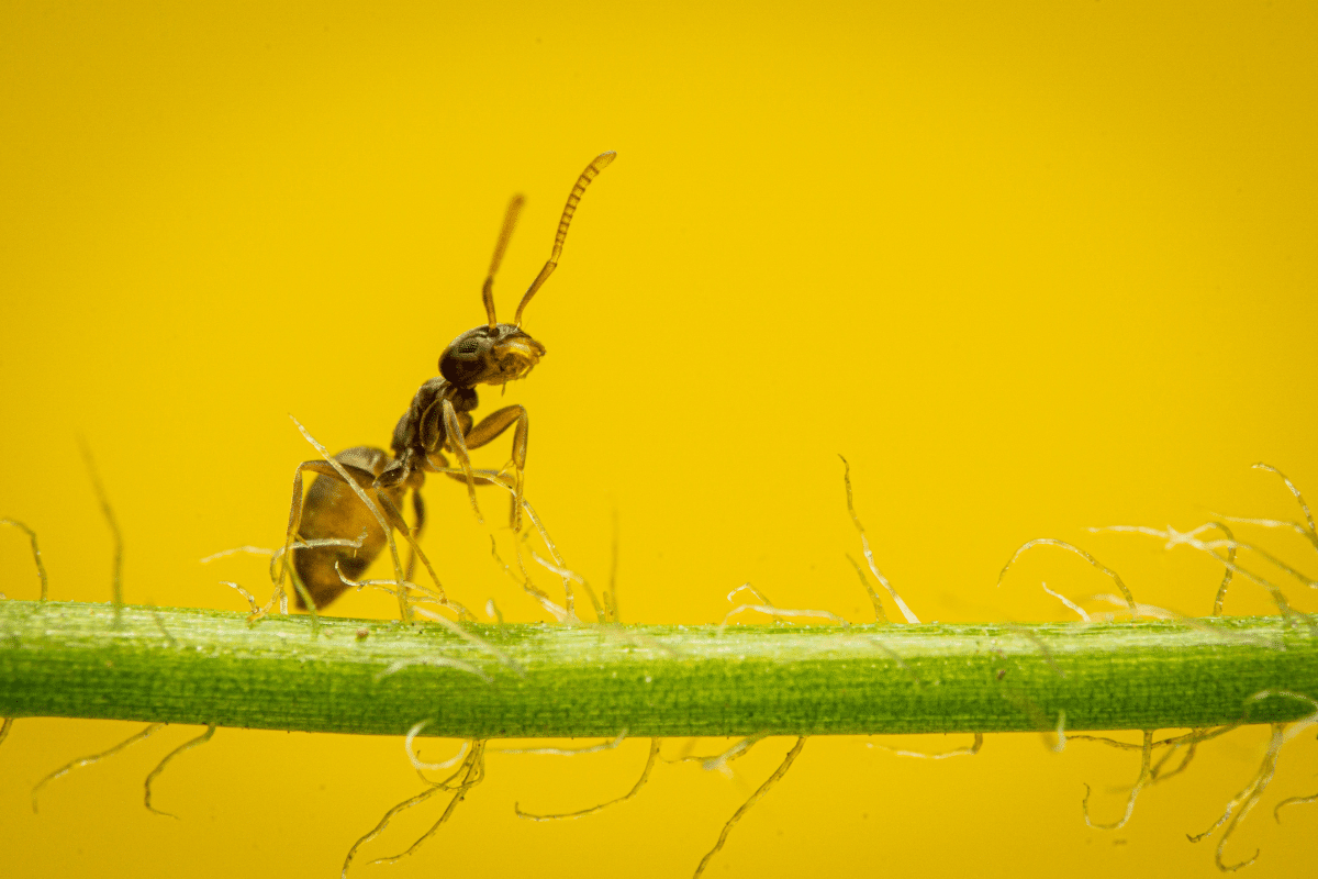 close up of ant