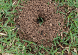 how to keep ants away after you've killed the ant hill