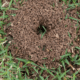 how to keep ants away after you've killed the ant hill