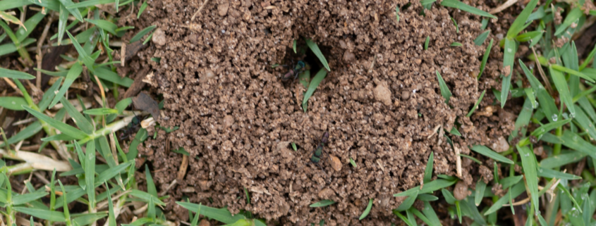 how to keep ants away after you've killed the ant hill