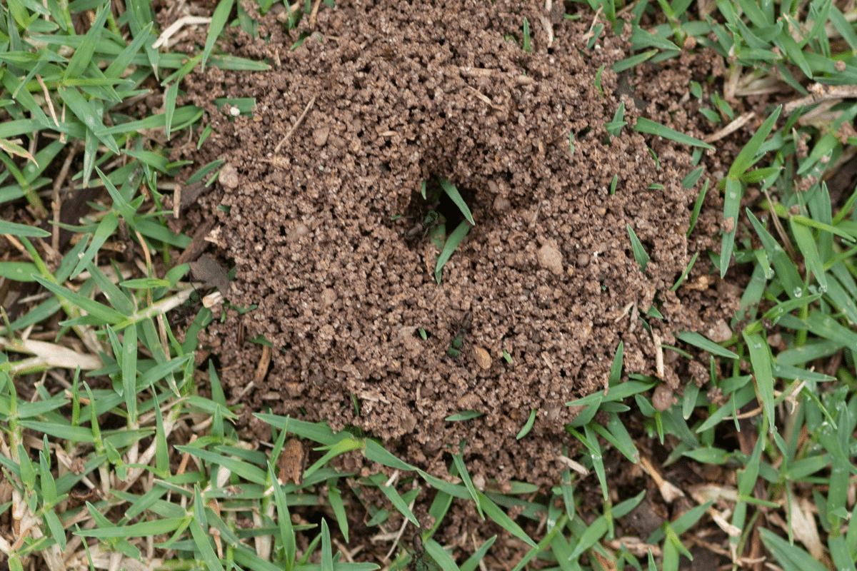 how to keep ants away after you've killed the ant hill