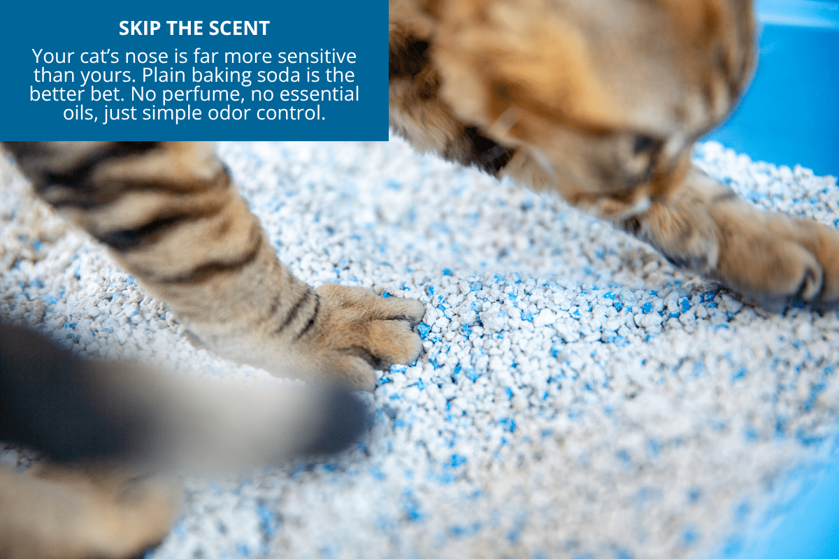 cat scratching a litter box