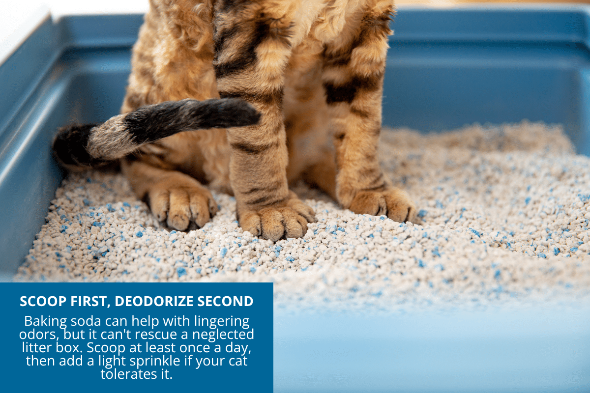 scoop first then deodorize cat litter box