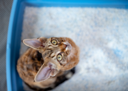 DIY cat litter deodorizer kitten looking up at camera from box