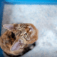 DIY cat litter deodorizer kitten looking up at camera from box