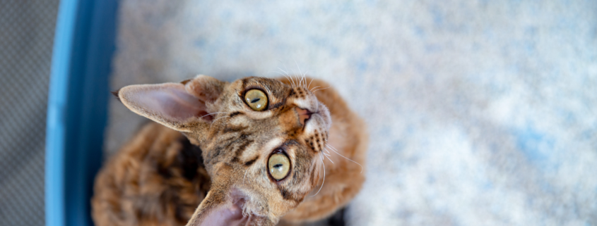 DIY cat litter deodorizer kitten looking up at camera from box