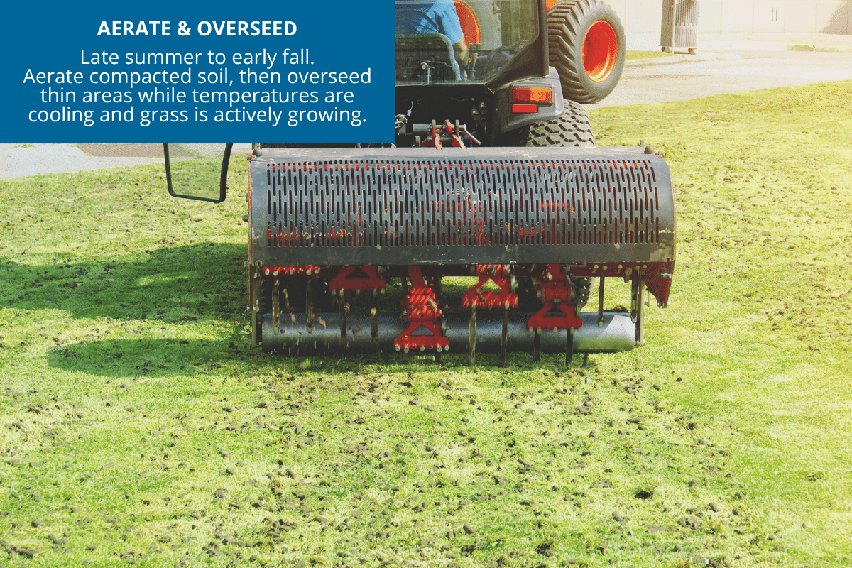 aerate and overseed lawn in fall healtheir grass