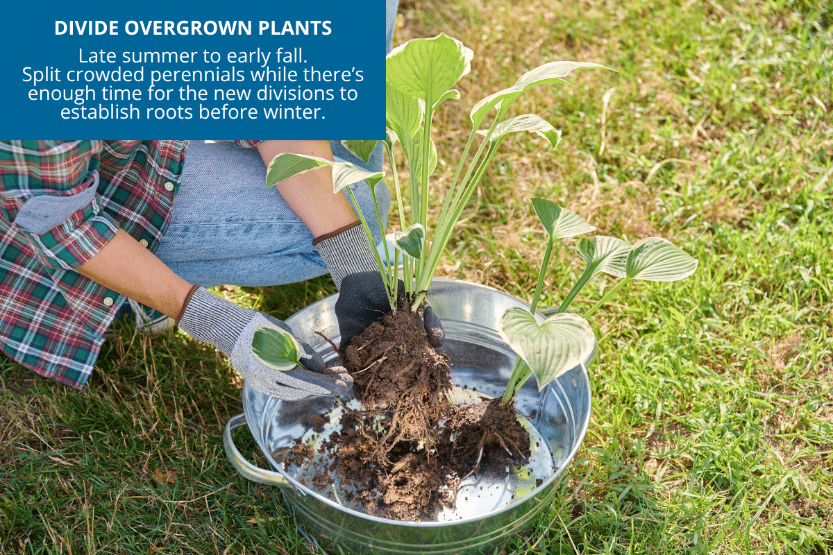 divide or propogate overgrown perennials before winter hosta dividing roots
