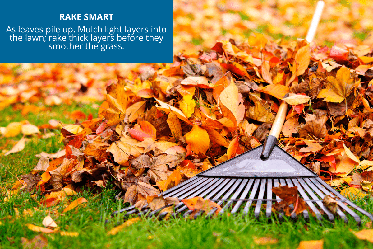 rake smart mow mulch fall leaves on lawn