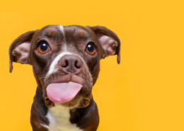 Portrait of a Pitbull on a yellow background homemade dog treat recipes