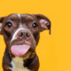 Portrait of a Pitbull on a yellow background homemade dog treat recipes