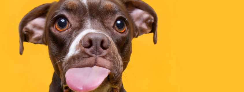 Portrait of a Pitbull on a yellow background homemade dog treat recipes