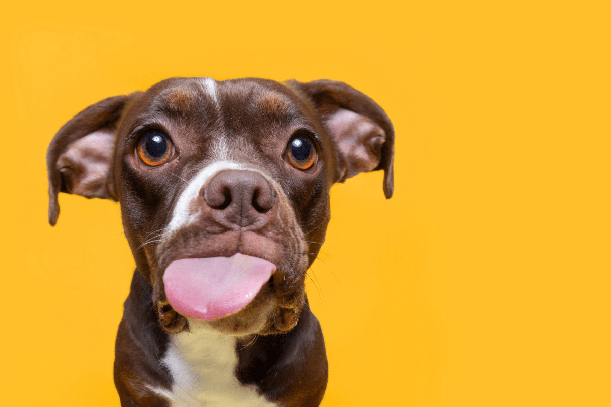 Portrait of a Pitbull on a yellow background homemade dog treat recipes