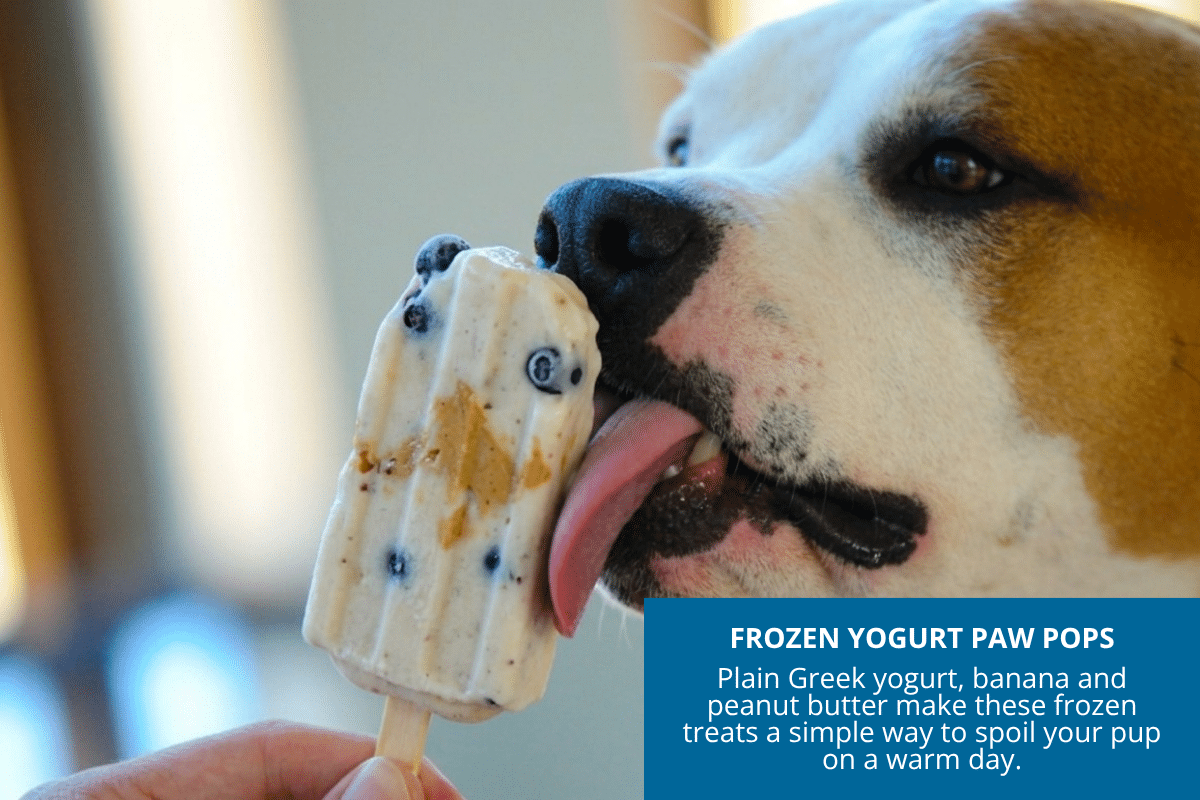 frozen yogurt paw pops for dog homemade recipe