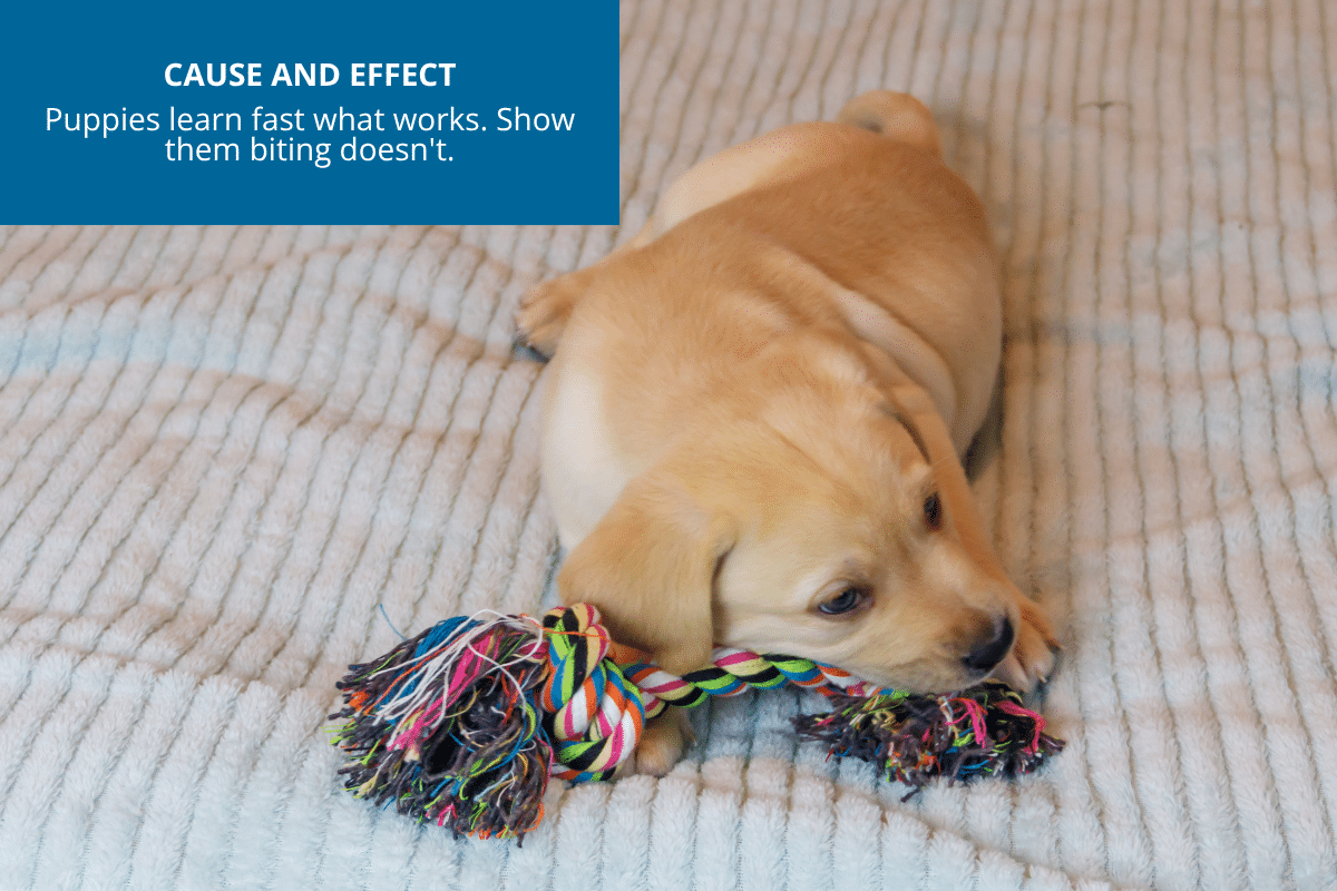 cause and effect dog chewing rope toy