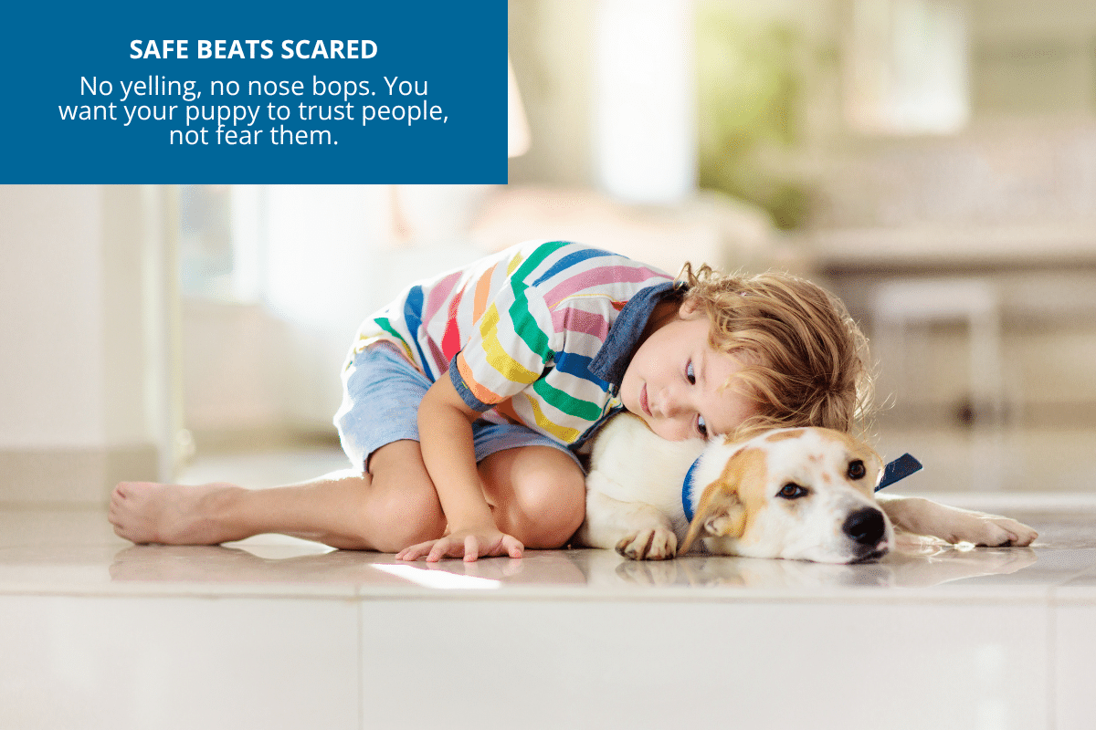 safe beats scared buildling trust with your puppy