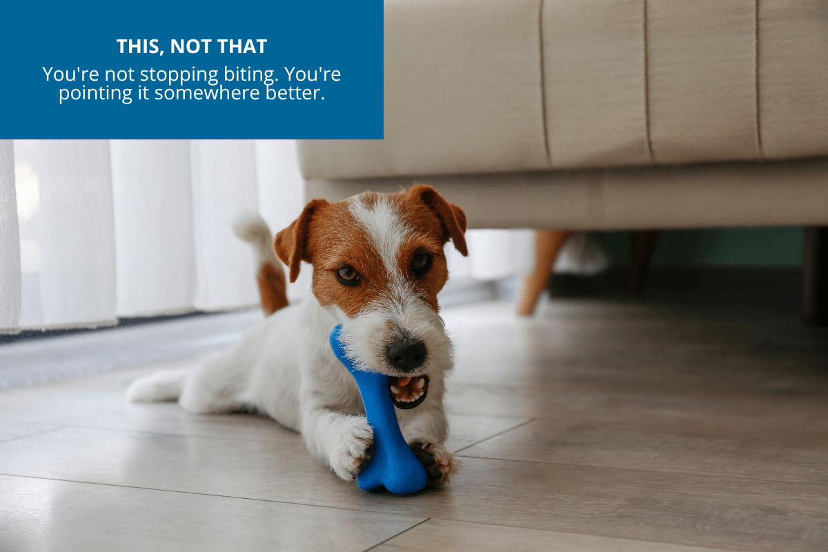 this not that redirect biting and chewing to a rubber toy
