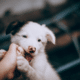 how to stop puppy biting White And Black Border Collie Puppy