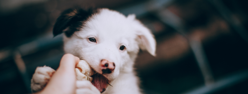 how to stop puppy biting White And Black Border Collie Puppy