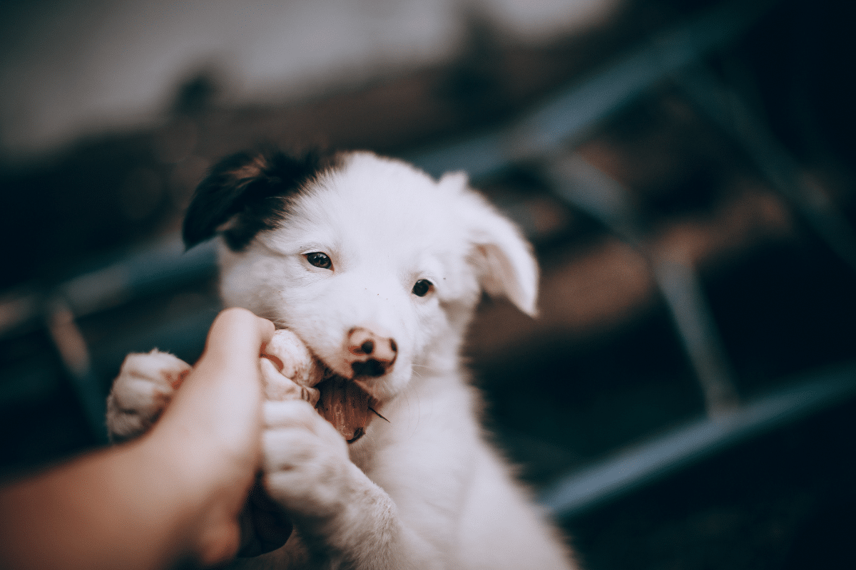 how to stop puppy biting White And Black Border Collie Puppy