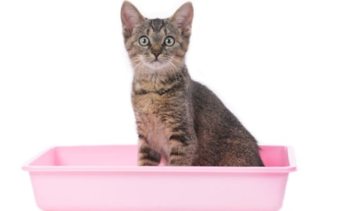 Cat in litter box isolated