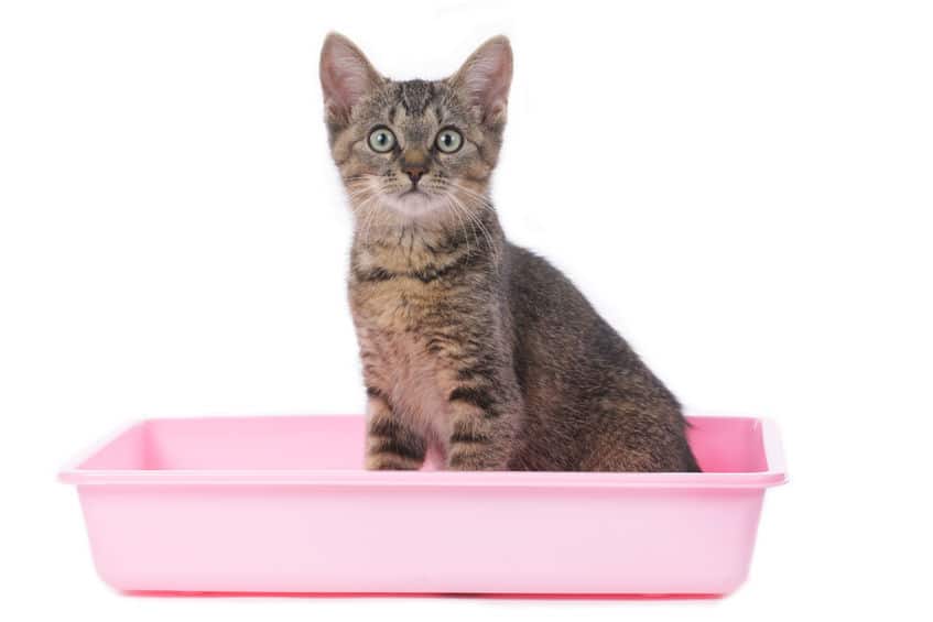 Cat in litter box isolated