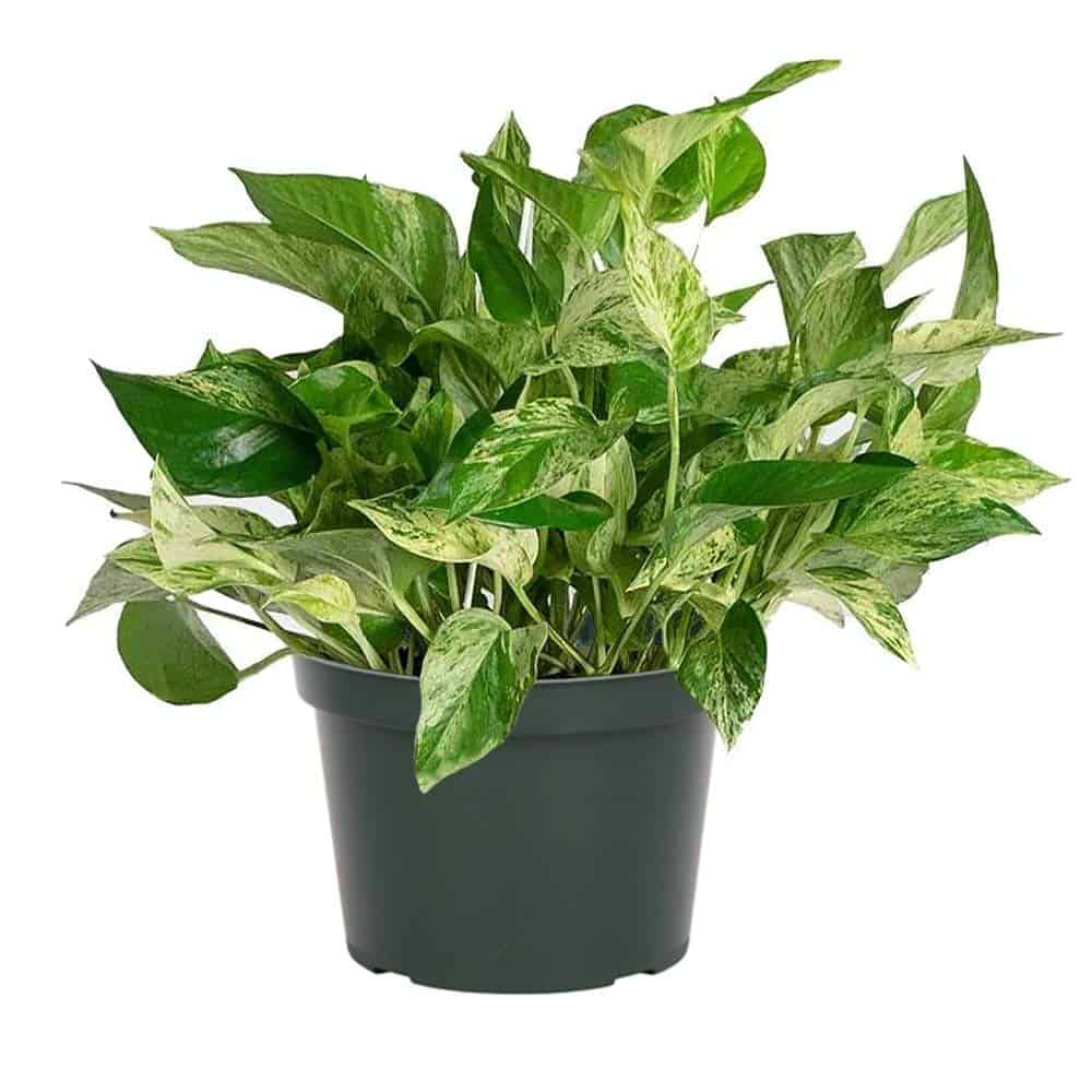 houseplant that cleans the air hard to kill