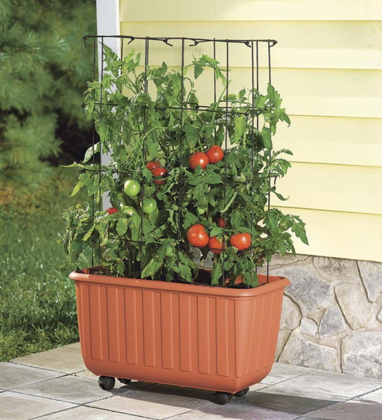 container tomato garden on patio or deck